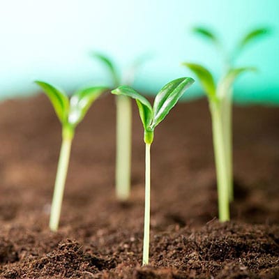 green-shoots